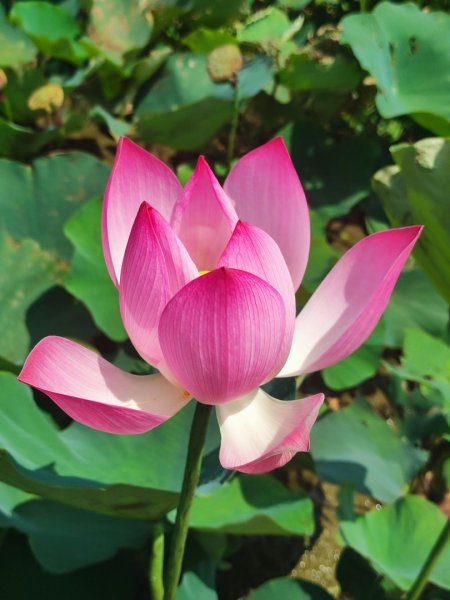 中坑荷花楓樹稻田3078846