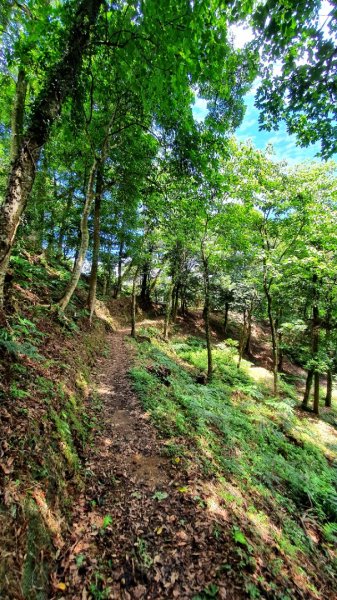 紫微聖母環山步道，土城桐花公園，五尖山，原住民族生態公園，大平紅橋，三坑自然生態公園1746430