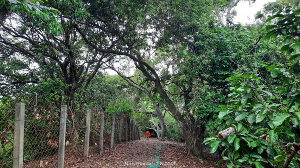 《彰化》西北雨後｜花壇大嶺巷步道群O繞202408242579748