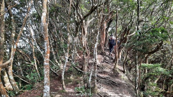 《新竹》斷崖神木｜北得拉曼步道小P繞202510172917532