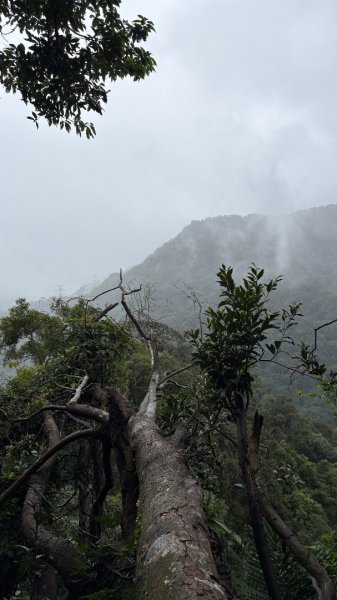 迎新（2026元旦2975553