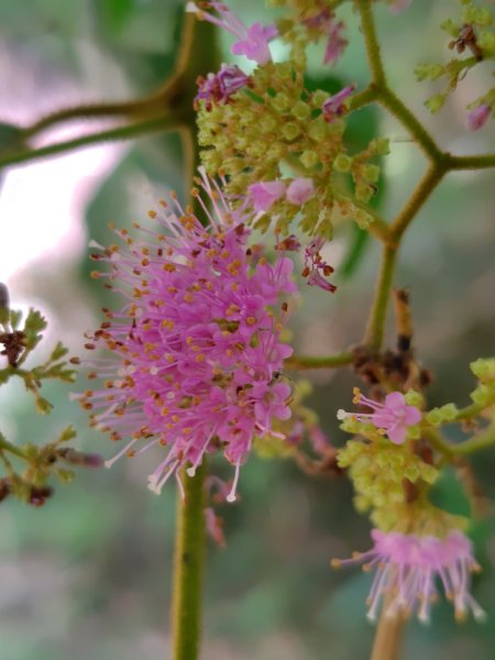 達娜伊谷-里美避難步道-巨石板步道-約富霓2788553
