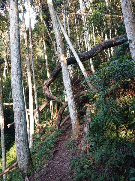 雲霧步道上鵝公髻山2425632