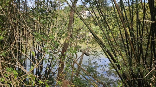 20251222龍峎頂步道-三灣火炎山-老銃櫃步道-三灣落羽松-肚兜角步道2969146