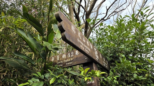 即將春季的百花齊放鵝尾山串行古圳道及平菁街42巷賞櫻健行O型走2988688