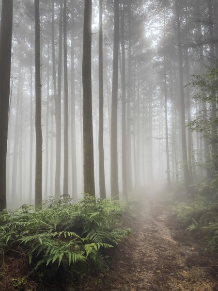 鵝公髻山-迷霧森林