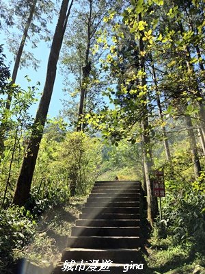 【南投鹿谷】溪頭天文台登山步道3037359