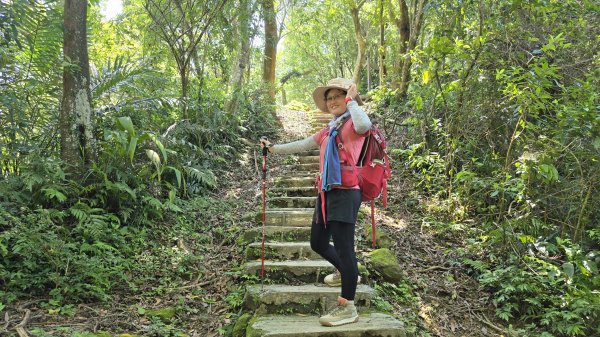 2025桐花大爆發，台灣最大的賞桐花景點，土城桐花公園、天上山及火焰山的桐花大爆發2776453