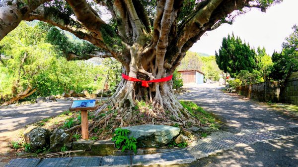十八份拐圳,陽峰古道,花鐘3017686