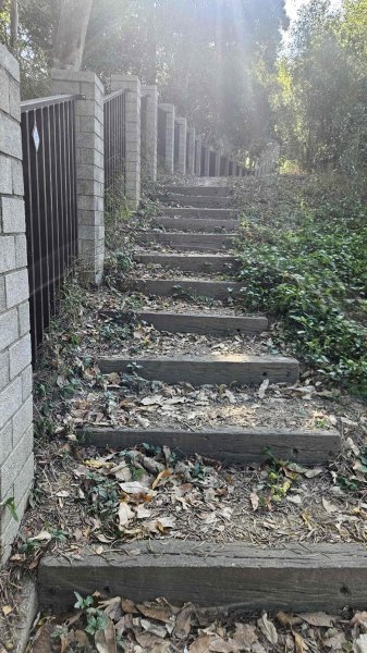 20251222龍峎頂步道-三灣火炎山-老銃櫃步道-三灣落羽松-肚兜角步道2969135