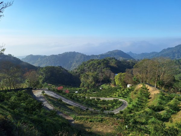 八角崠山+協雲宮櫻花步道202502152712844