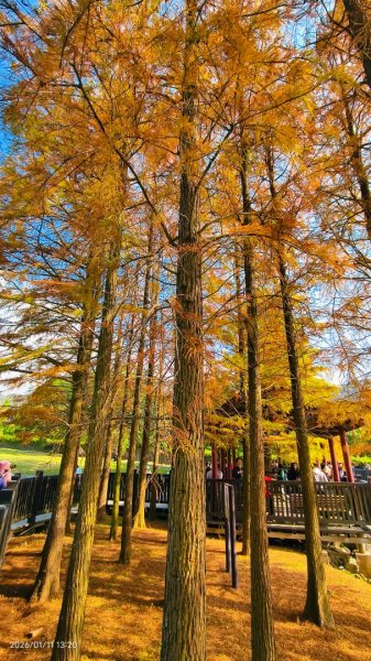 #花卉試驗中心 #永公路500巷 #平菁街42巷 #原住民公園 #士林官邸 1/42980347