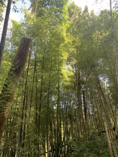 溪頭山步道2268745