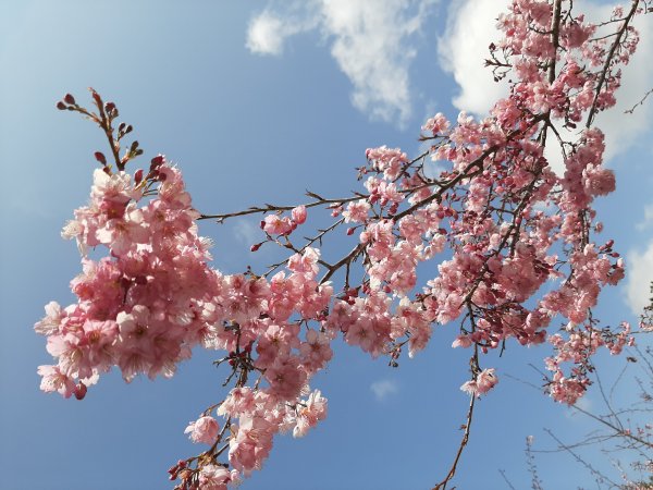 櫻花樹下的浪漫〡千櫻園874674