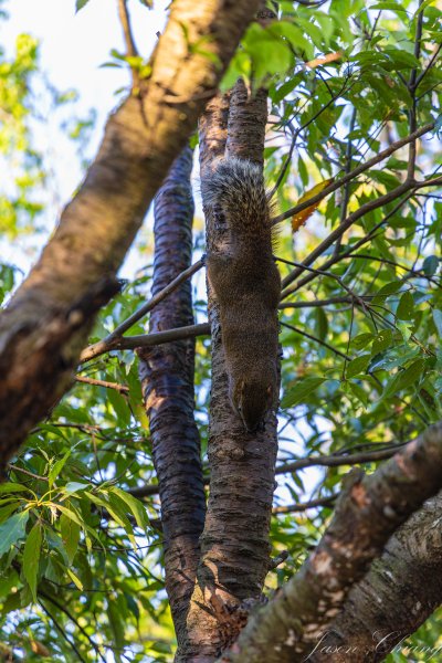 [台北]大崙頭山、碧山巖、忠勇山2746224