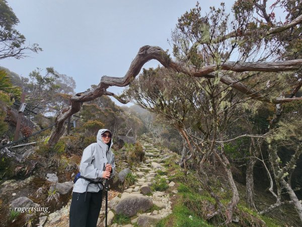 馬來西亞沙巴神山未竟之旅~(京那巴魯山 Mount Kinabalu)2732158