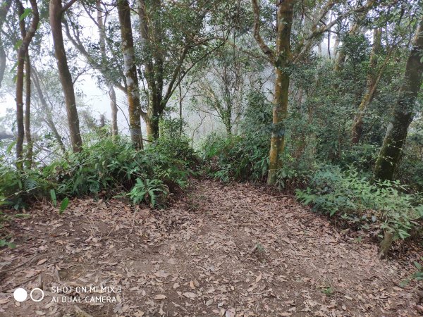 五指山五連峰純路況530535