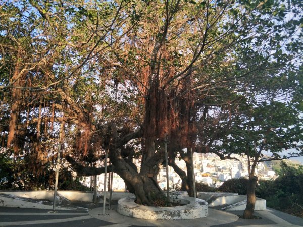 南山神壽任務-旗后(後)山景觀步道1366751