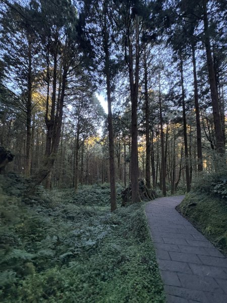 20251225塔山步道(大塔山)2970265