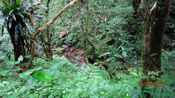 東眼山森林園區-東滿步道4.2K三岔路往返1858953