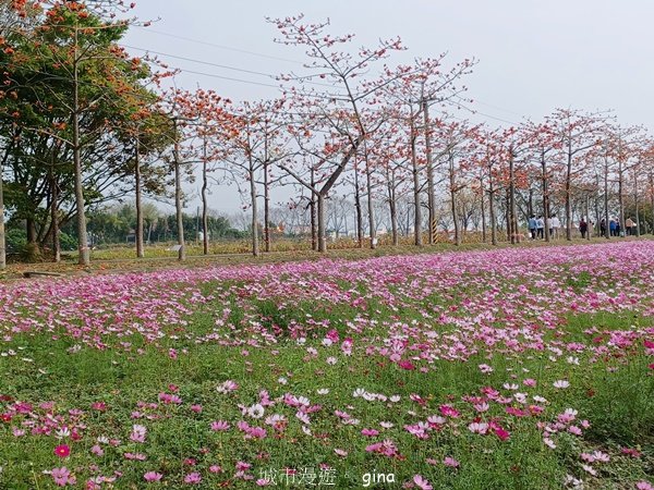 【台南白河】一期一會。2024白河林初埤木棉花季2452198