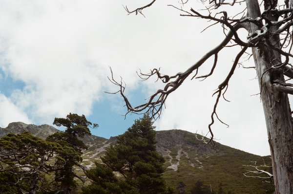 魔幻黑森林與長鬃山羊的相遇 – 雪山主東1050099