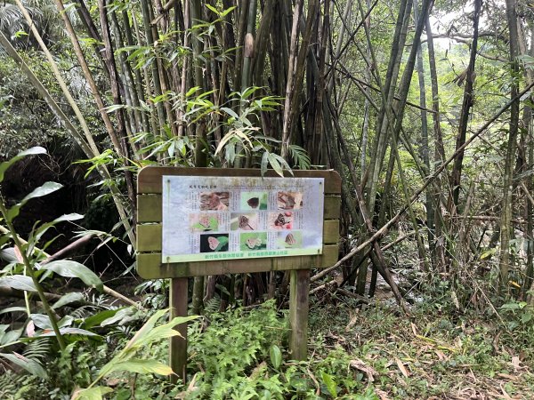 [皮皮獅探險隊-06/10] 2025_0706 四寮溪生態步道2831975