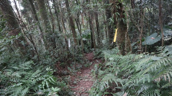 獵貍尖步道連走烏塗溪步道登山健行趣(淡蘭南路TK3-6&TK3-5&TK3-4)2404485