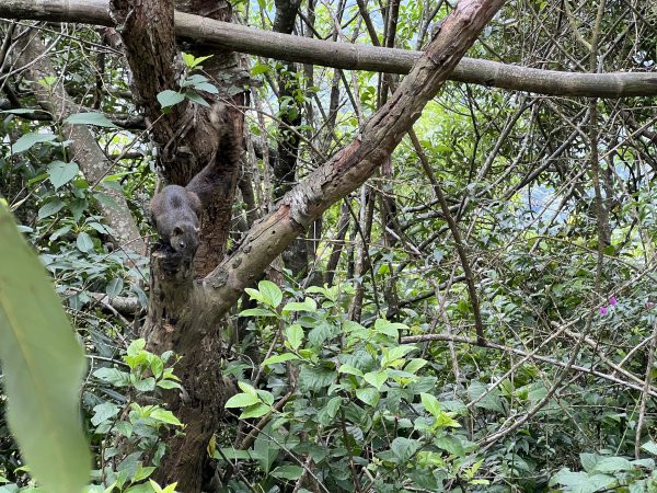 20230514-臺北大縱走第五段之巧遇藍鵲（碧山巖→劍潭捷運站）2150874