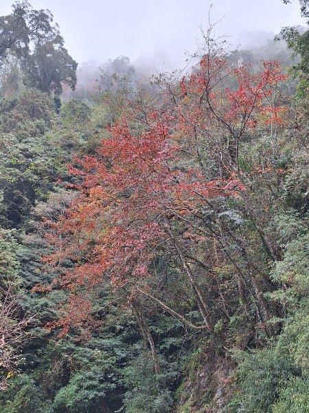 稍來神木+稍來山+稍來山南峰O型202412292679062