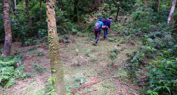 鵲子山小百岳（山神土地公—清修宮）O走1068276