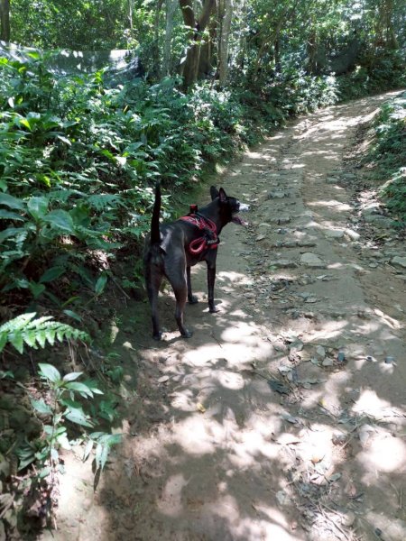 帶著毛孩去爬山-202508172866647