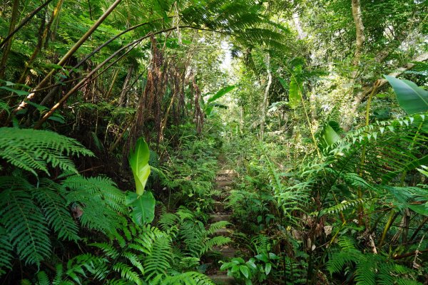 桃園 復興 枕頭山、阿姆坪山2794098