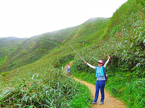 走聖母步道 一探神級抹茶山561201