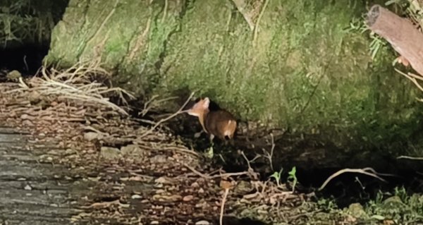 石碇趴趴走追雲趣 12/172963650