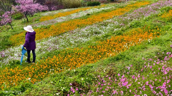 #平菁街 #鵝尾山梯田 #廣佑聖王廟 #寒櫻巷 #夕陽 1/24&252987019