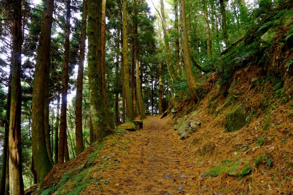 檜山巨木森林步道481521