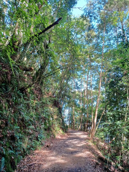 【台中和平】筆直的杉林.林相優美。 橫嶺山x沙連山P型2869017