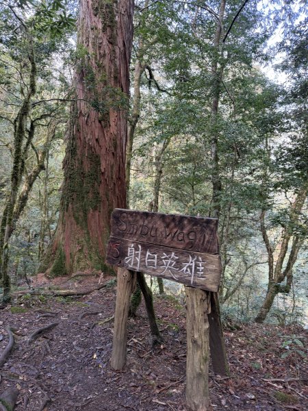 鎮西堡巨木步道B區全段+A區部分3008531