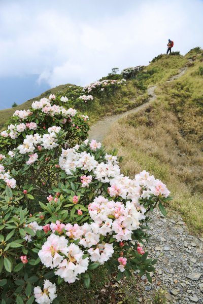 奇萊主山/北峰/路過小奇萊杜鵑盛開959322