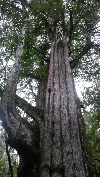 司馬庫斯神木91228