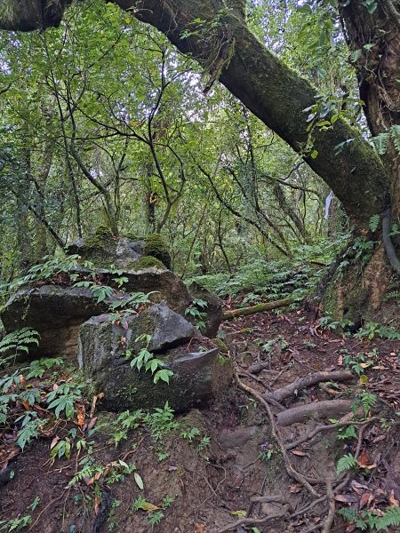 砂卡礑二日行D2：大同部落→千里眼山→砂卡礑步道→小錐麓步道→遊客中心202312032368678