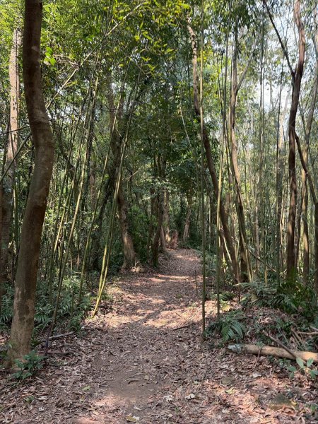 苗栗 三義 關刀山西北峰 關刀山3033648