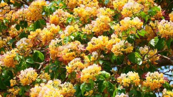 加羅林魚木,松菸文創園區3038146