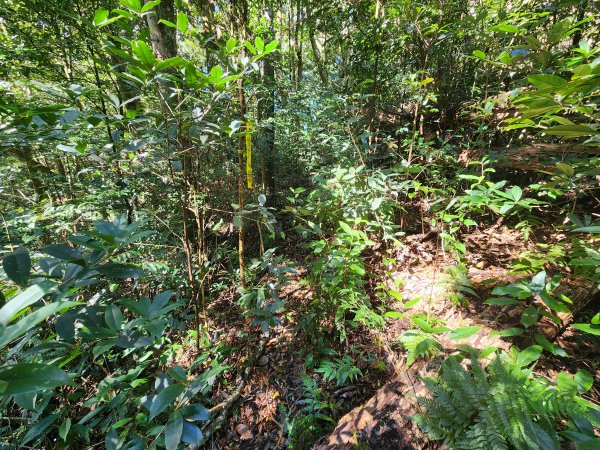 20250112貴妃山那結山外鳥嘴山蓮包山O型2727152