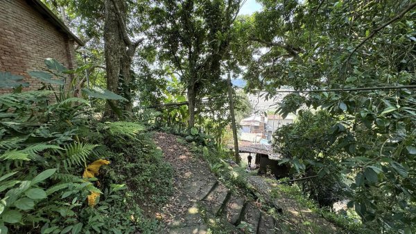 20240429 桃園復興枕頭山薑母島2492288