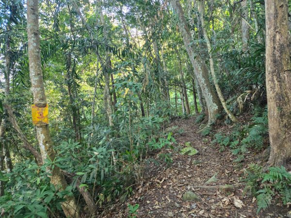 水雲三星～上島山（鳥嘴山）2931230