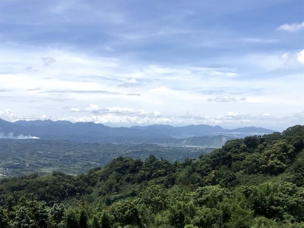 薑麻園桐花步道202006271965402