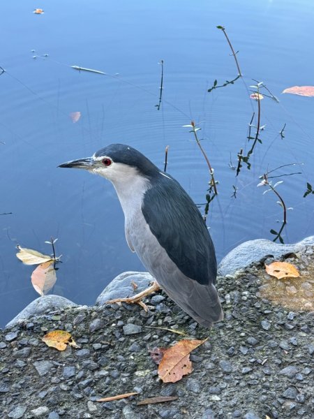 生態環境豐富的仁山植物園 感受鑑湖秋月-梅花湖的魅力2953883