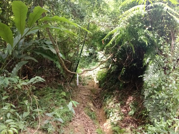 汐止區夢湖保線路+單車夢湖路O型2894086